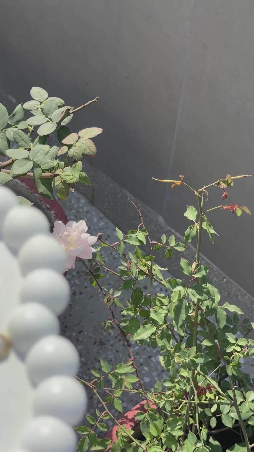 Evil Eye Pearl Drops