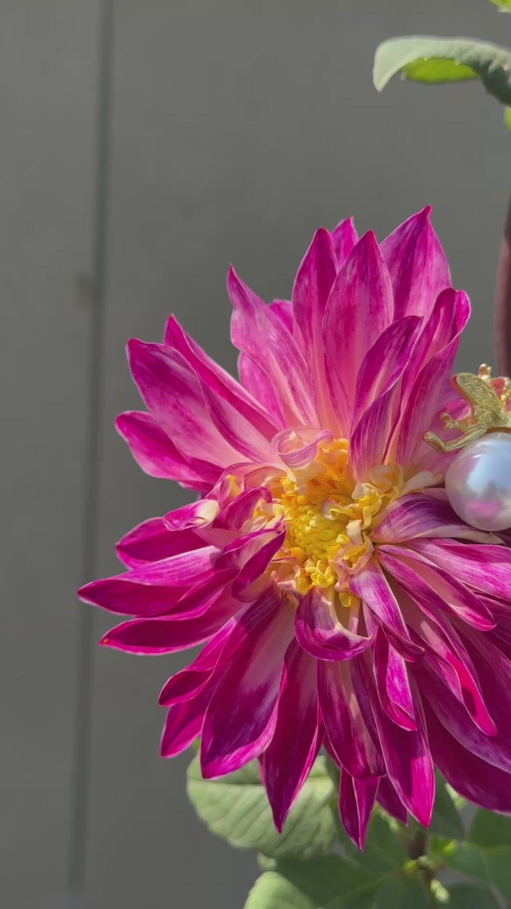 Queen Bee Pearls